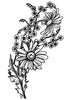 Sketch Daisies Temporary Tattoo - Vintage Floral Tattoos
